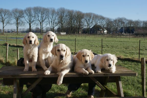Familie bijeenkomst